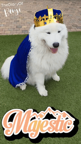 King Kingdom GIF
