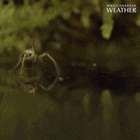 On A Boat Spider GIF by CBC