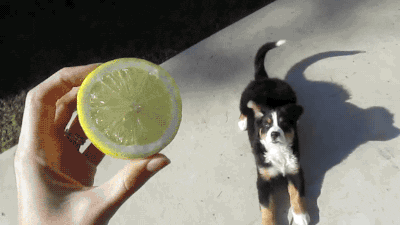 dog lemon GIF