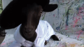 Goat Uses Hooves to Show Off Her Painting Skills