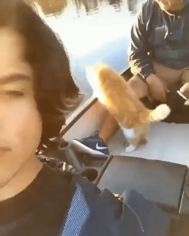 PetsGifs giphyupload cats GIF