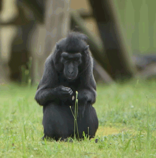 GIF by Planckendael