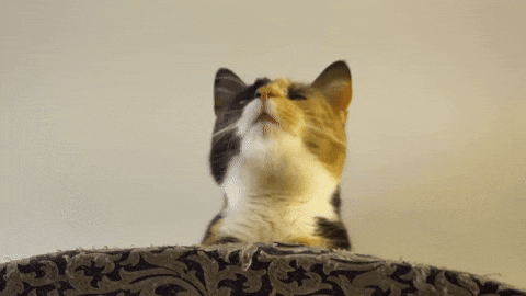Cat Cafe GIF by Wired Productions