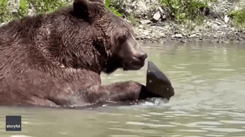 Great Big Bear Takes a Refreshing Dip