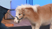 Food Love GIF by Rachael Ray Show