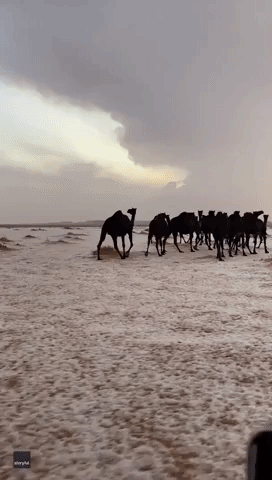 Black Camels Trot Through Hail in Saudi Arabian Desert