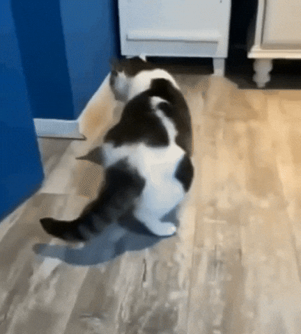 cat tweak