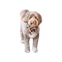 Star Wars Doodle Sticker by Geekster Pets