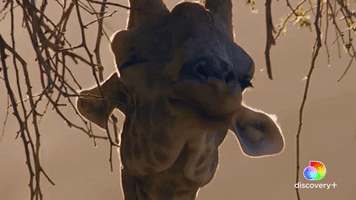 Giraffes | Endangered
