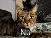 Cat No GIF