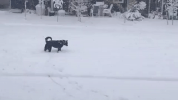 Puppy Enjoys 'First Snowstorm' in Bozeman, Montana