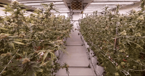 Bloom Andrew GIF by Exclusive Brands