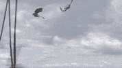 game of thrones rhaegal dies GIF by Vulture.com
