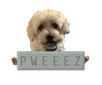 CohenTexas dog animal please swiss Sticker