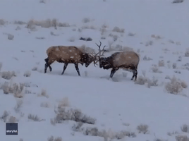 Bull Elk Clash Antlers While Sparring