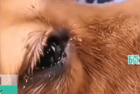 giphyupload GIF