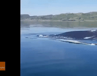 Humpback Whale Swims Near Kayakers in the Sound of Kerrera, Scotland