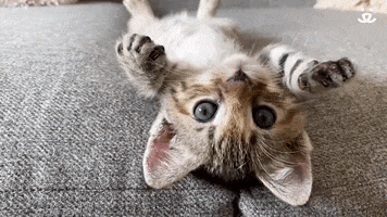 Best Friends Cats GIF by Best Friends Animal Society