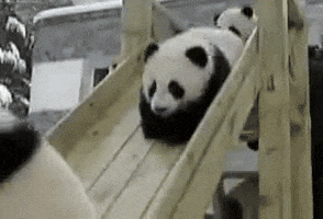 playing baby panda GIF