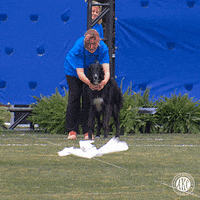 GIF by American Kennel Club