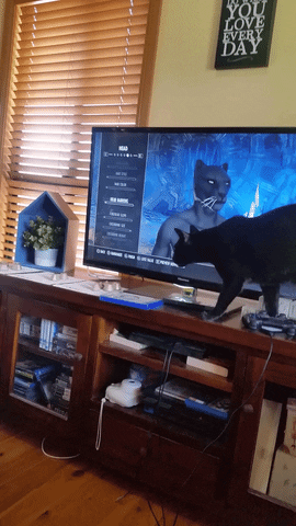 cat friends GIF