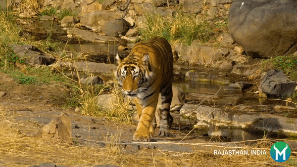 GIF by Mammalz