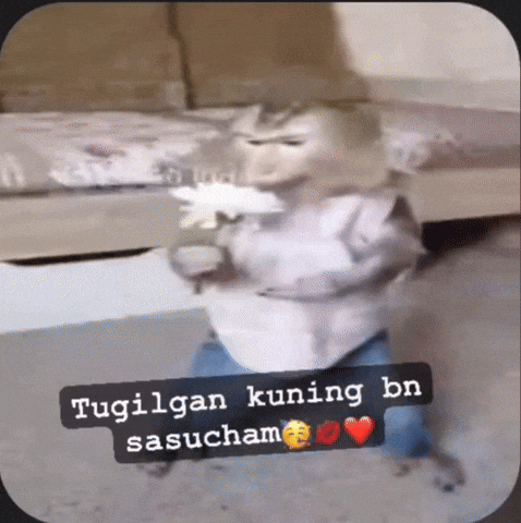 Monkey Gida GIF