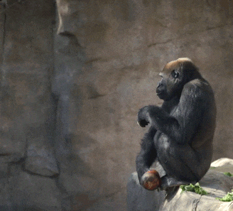 get out lol GIF by San Diego Zoo