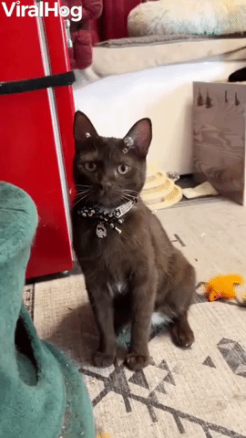 MoleĚ the Cat Playing with Catnip Bubbles