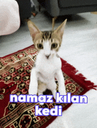 Cat Muslim GIF