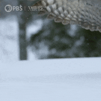 Pbs Nature Owl GIF by Nature on PBS