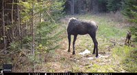Trail Camera Captures Nurturing Moment Between Mama Moose and Calf