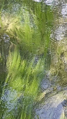 Simongip giphygifmaker GIF