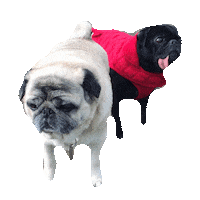 pugs STICKER by imoji