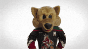 Arizona Coyotes What GIF by NHL