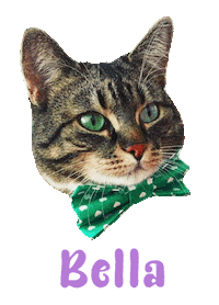 Cat Bella Sticker