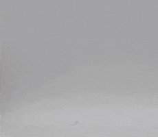 Blue Whale Swimming GIF by TeaCosyFolk