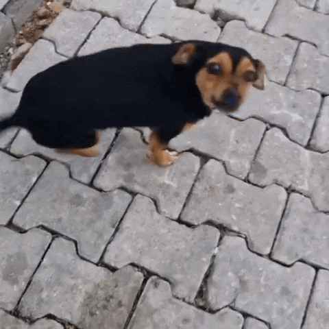 Yoguntasak GIF