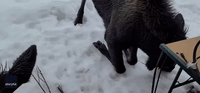 Moose Pops Head in Through Window to Say Hello
