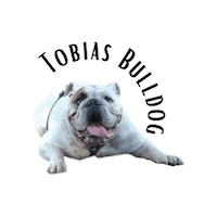 Tobias Bulldog Sticker by bulldogclub