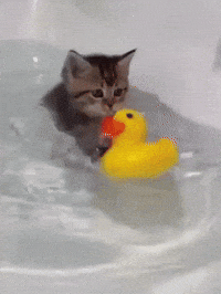 Rubber Duck Cat GIF by Respective