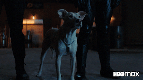Barking Good Boy GIF by HBO Max