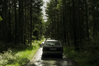 Driving Through Woods