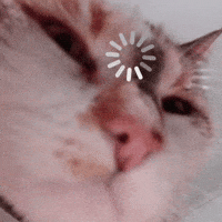 Cat What GIF