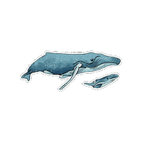 Whale Fauna Sticker by Parks Conservancy