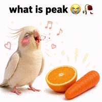 Peak Cockatiel GIF
