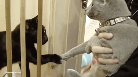 softpomz ok GIF
