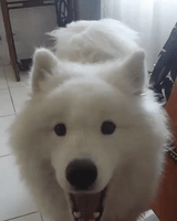 Confused Samoyed Gives Owner Quizzical Stare and Growl