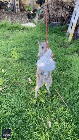 A Hopping Good Time: Fostered Kangaroo Joey Play Fights With Toy