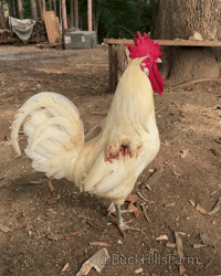 Chicken Rooster GIF by Buck Hills Farm